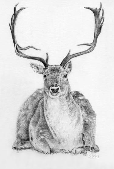 Original Realism Animal Drawings by Susannah Weiland