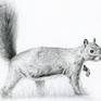 Tonal pencil drawing of a squirrel working from a photograph I took of a squirrel walking across the grass.
Pencil drawing on smooth pure white acid free – heavyweight paper 250g.