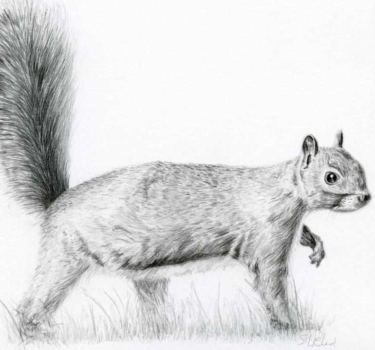 squirrel pencil drawing