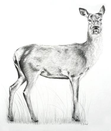 Original Figurative Animal Drawings by Susannah Weiland