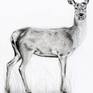Pencil drawing of a deer working from a photograph I took in Richmond Park London.
Drawn on smooth pure white acid free - heavyweight paper 250g