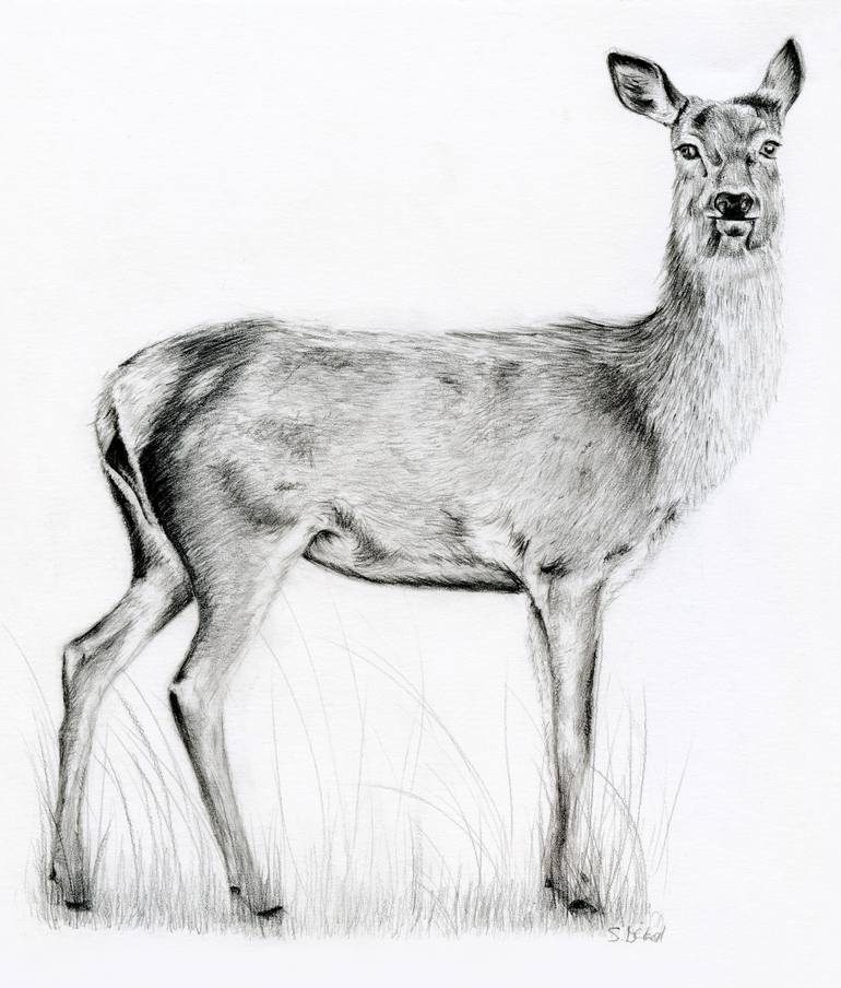 Original Figurative Animal Drawing by Susannah Weiland