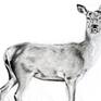 Pencil drawing of a deer working from a photograph I took in Richmond Park London.
Drawn on smooth pure white acid free - heavyweight paper 250g