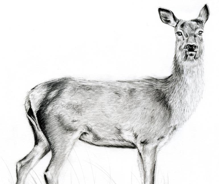 Original Figurative Animal Drawing by Susannah Weiland