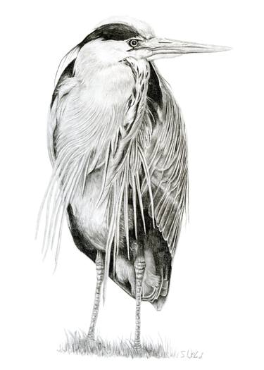 Original Figurative Animal Drawings by Susannah Weiland