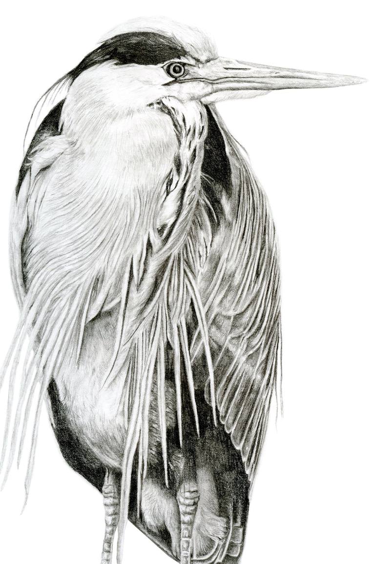 Original Animal Drawing by Susannah Weiland