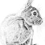 Wildlife drawing, sitting rabbit with mouse looking up.This is a tonal pencil drawing on smooth pure white acid free – heavyweight paper 250g.It should be mounted and framed.