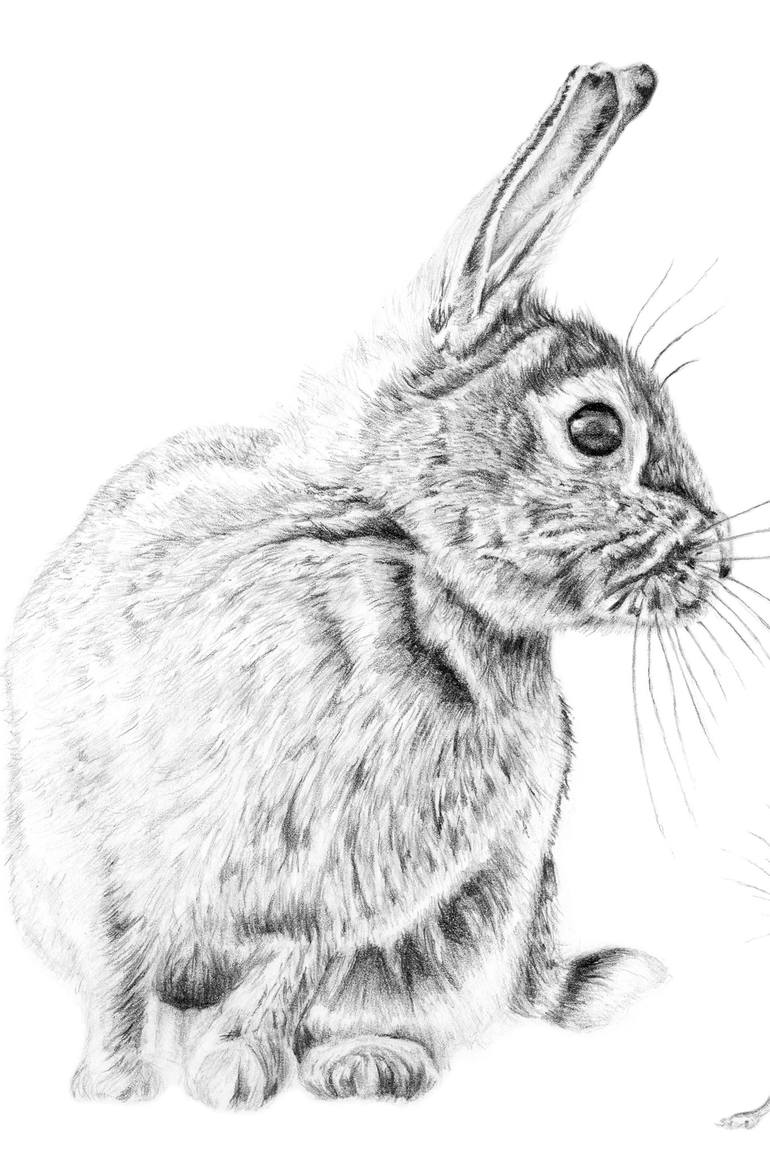 Original Realism Animal Drawing by Susannah Weiland