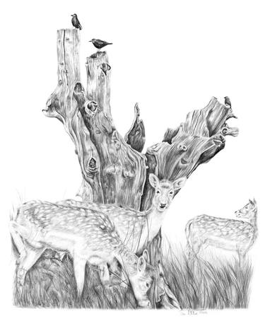 Print of Animal Drawings by Susannah Weiland