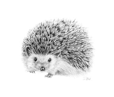 Regent Hedgehog Drawing thumb