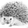 One of my favourite wildlife animals. This little hedgehog drawing has been very popular. This is a tonal pencil drawing on smooth pure white acid free – heavyweight paper 250g.It should be mounted and framed.