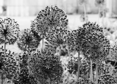 Original Black & White Floral Photography by Lia Mageira