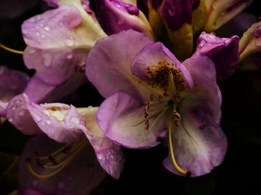 Original Abstract Floral Photography by Lia Mageira