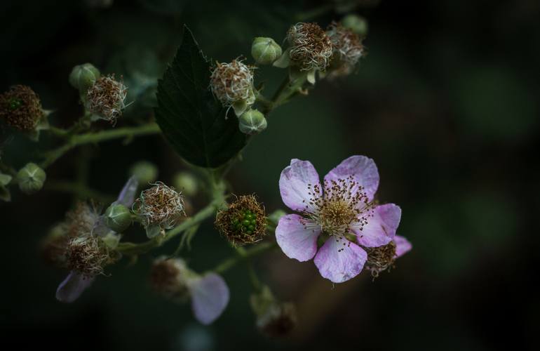 Print of Floral Photography by DANIEL NETTLES