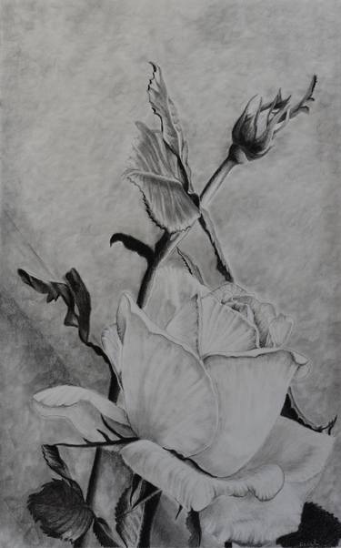 Original Fine Art Floral Drawings by Sherry Earl