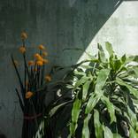 Collection 桃源郷(TōGen-Kyō)