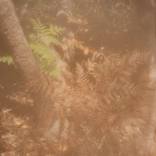 fern - Limited Edition of 18 by Sara Pao