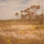 Soft yellow - Limited Edition of 18 by Sara Pao