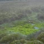 Moss green - Limited Edition of 18 by Sara Pao