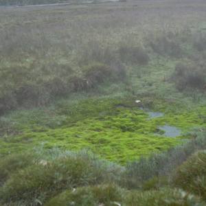 Moss green - Limited Edition of 18
