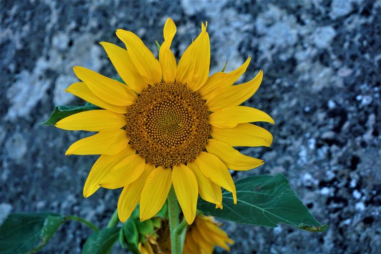 Blooming sunflower in front of a concrete wall Photography by Pis