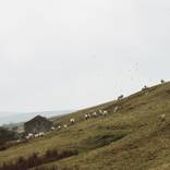 Sheep on the Hill by Filippo Ricardo