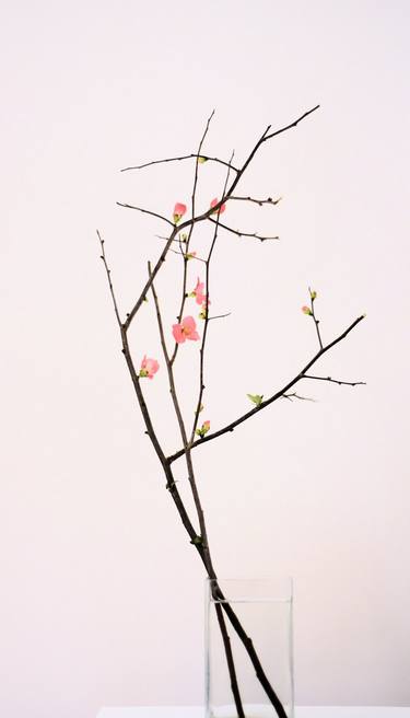 Cherry blossom thumb
