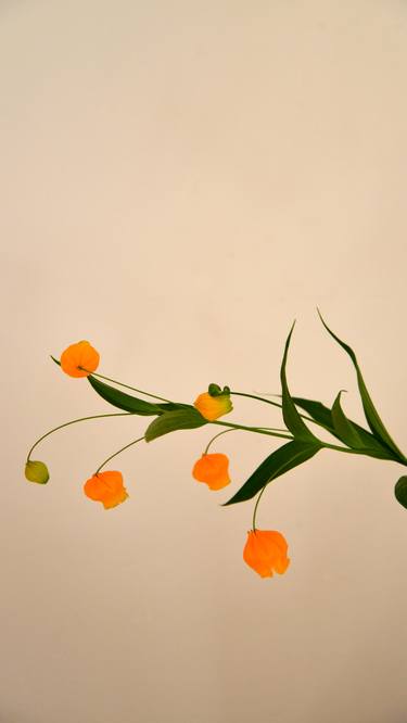 Print of Minimalism Floral Photography by Elena Zapassky