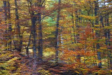 Original Impressionism Nature Photography by Elena Zapassky