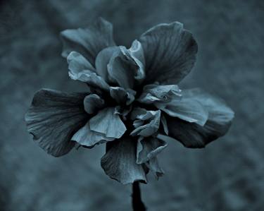 Original Botanic Photography by Elena Zapassky