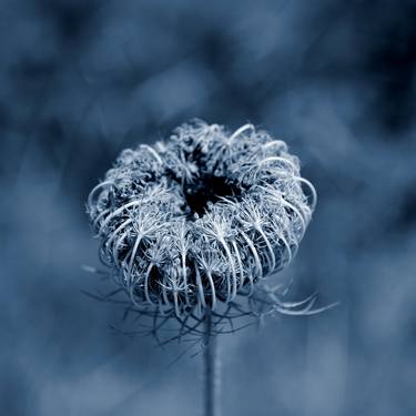 Original Documentary Floral Photography by Elena Zapassky