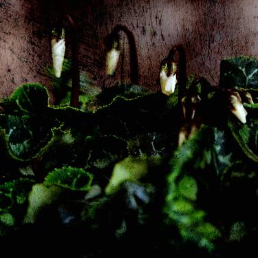 Original Figurative Botanic Photography by Elena Zapassky
