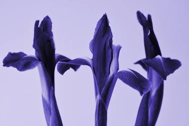 Three irises - Limited Edition of 10 thumb