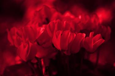 Red Cyclamen - Limited Edition of 10 thumb