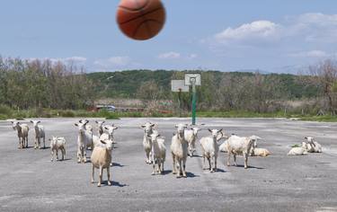 Goats that stare at balls - Limited Edition of 5 thumb