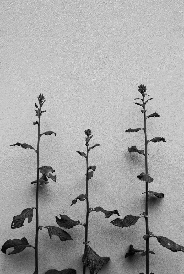 black and white three bush branch on wall - Print
