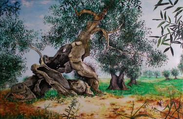 Olive grove with centenary olive tree thumb