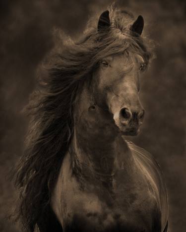 Print of Realism Horse Photography by Carol Walker