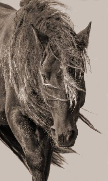 Sable Island Stallion in the Breeze in Sepia thumb