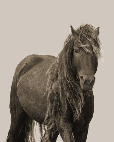 Sable Island Stallion Portrait in Sepia thumb