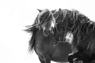 Print of Realism Horse Photography by Carol Walker