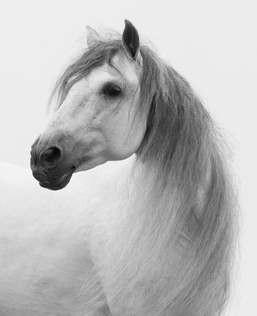 Print of Fine Art Horse Photography by Carol Walker