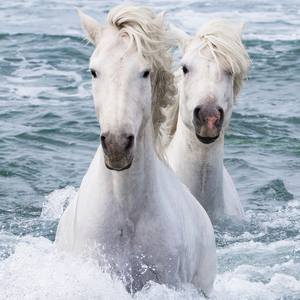 Collection White Horses of the Camargue
