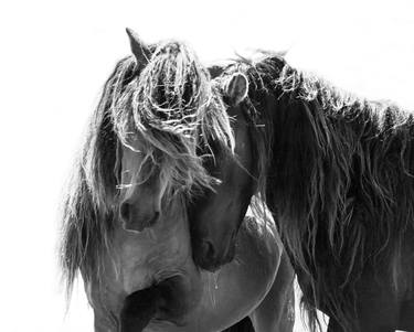 Two Sable Island Stallions - Limited Edition of 100 thumb