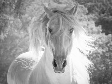 Original Fine Art Horse Photography by Carol Walker