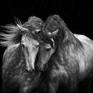 Collection Andalusian Stallions