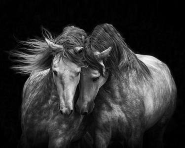 Two Andalusian Stallions - Limited Edition of 100 thumb