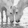 Collection White Horses of the Camargue