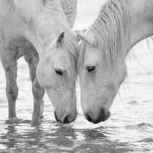Collection Black and White Horses