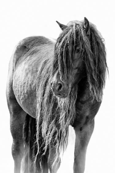 Sable Island Black Beauty - Limited Edition of 100 thumb
